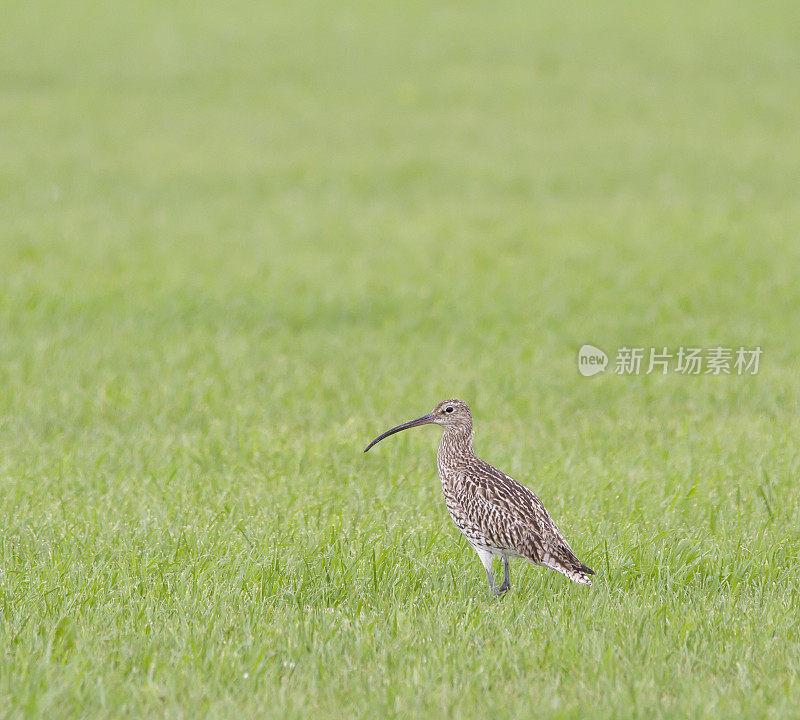 欧亚鹬（Numenius arquata）